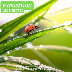 Photo d'une coccinelle