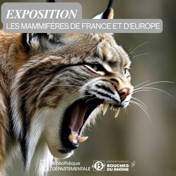 Photo d'un lynx