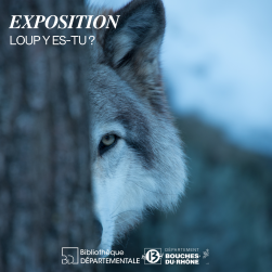 Photo d'un loup
