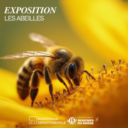 Photo d'une abeille qui butine