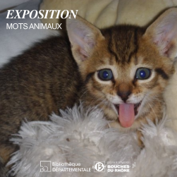Chaton tirant la langue