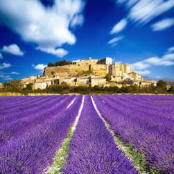 Photo des Alpilles avec un champ de lavandes