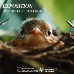 Photo d'un petit oiseau dans son nid