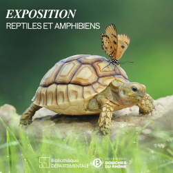 Photo d'une tortue
