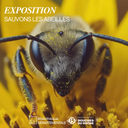 Photo d'une abeille qui butine
